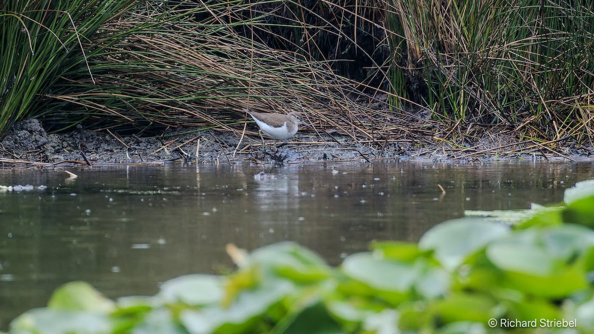 strandsnipe - ML642480690