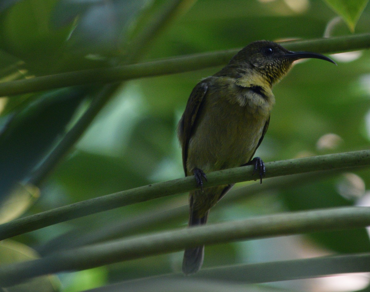 Olive Sunbird - ML642480699