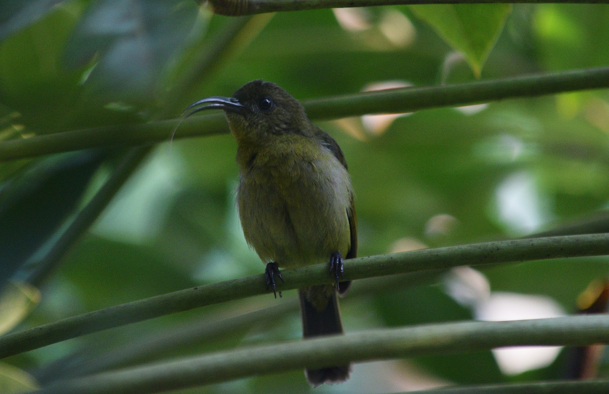 Olive Sunbird - ML642480700