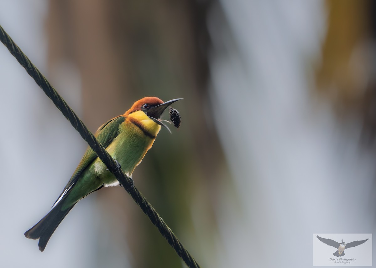 Chestnut-headed Bee-eater - ML642480701