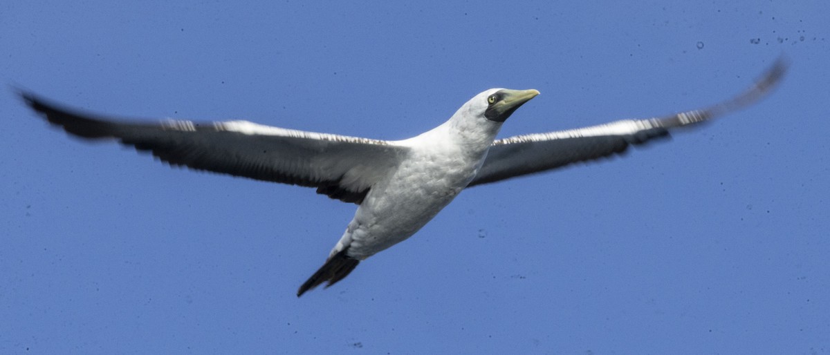 Masked Booby - ML642480719
