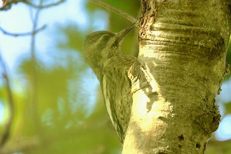 Yellow-bellied Sapsucker - ML642480765