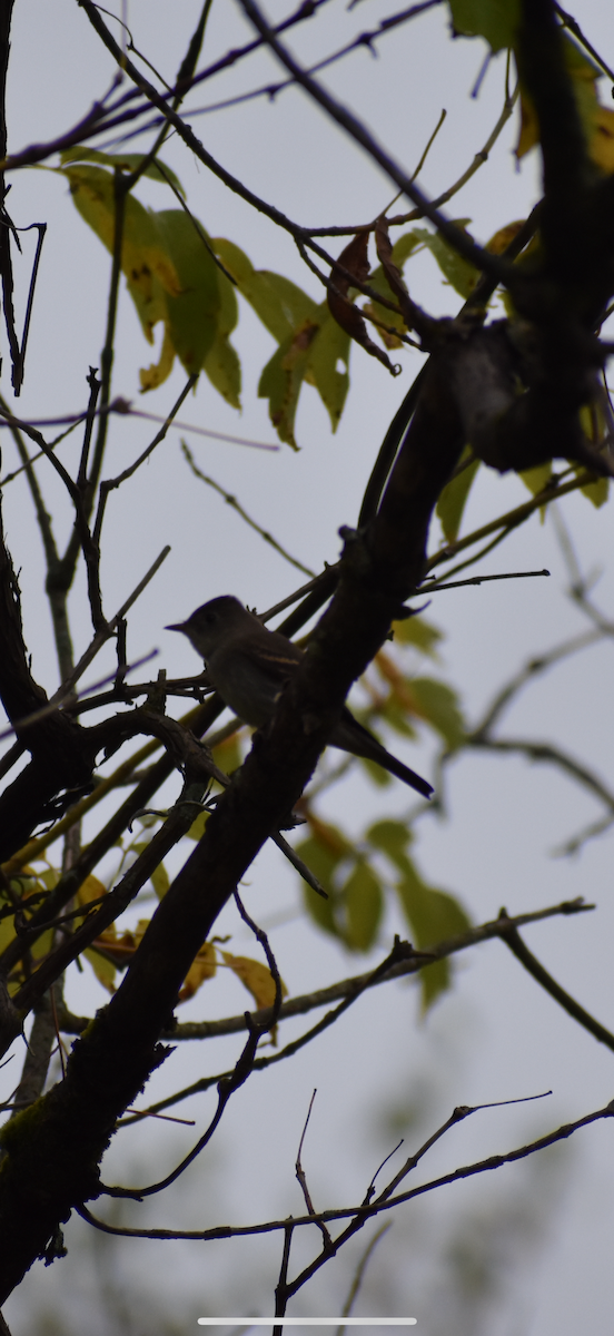 Eastern Wood-Pewee - ML642480772