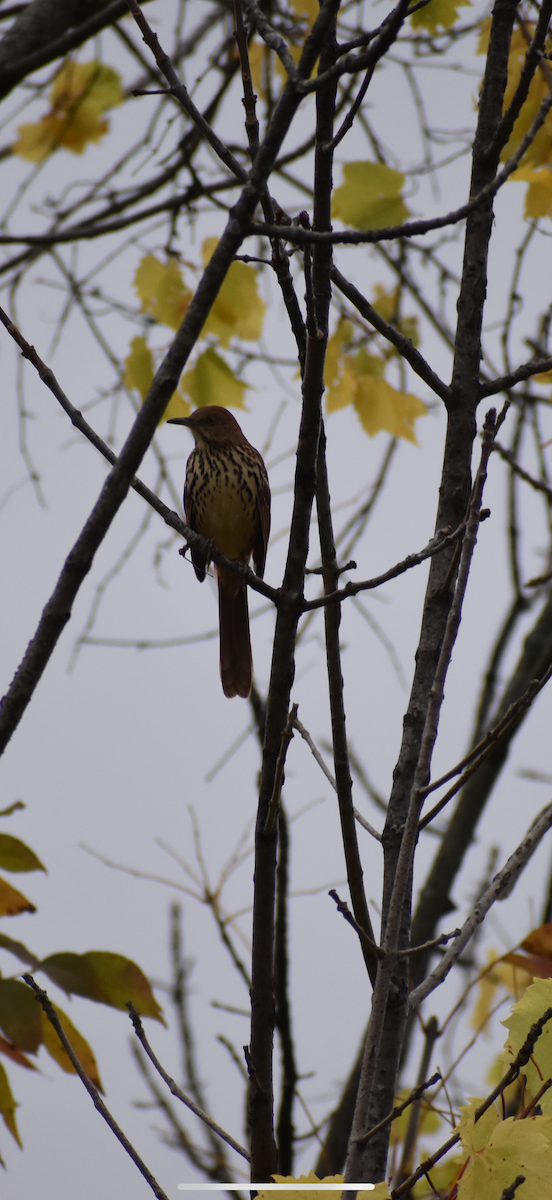 Brown Thrasher - ML642480784