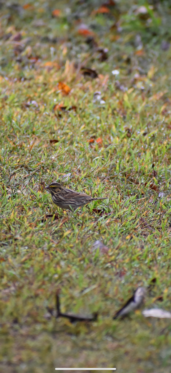 Savannah Sparrow - ML642480796