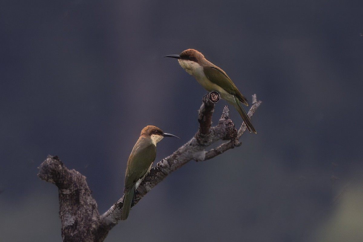 Chestnut-headed Bee-eater - ML642480864