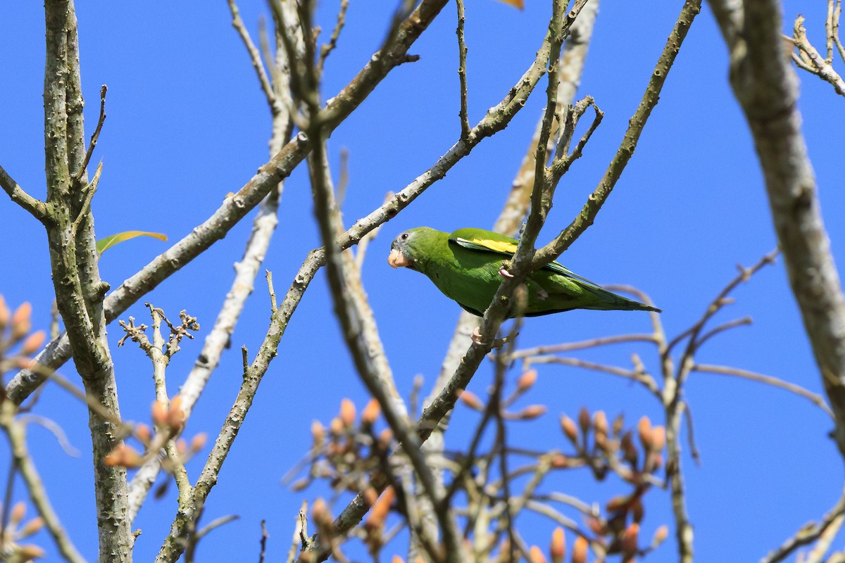 White-winged Parakeet - ML642480865