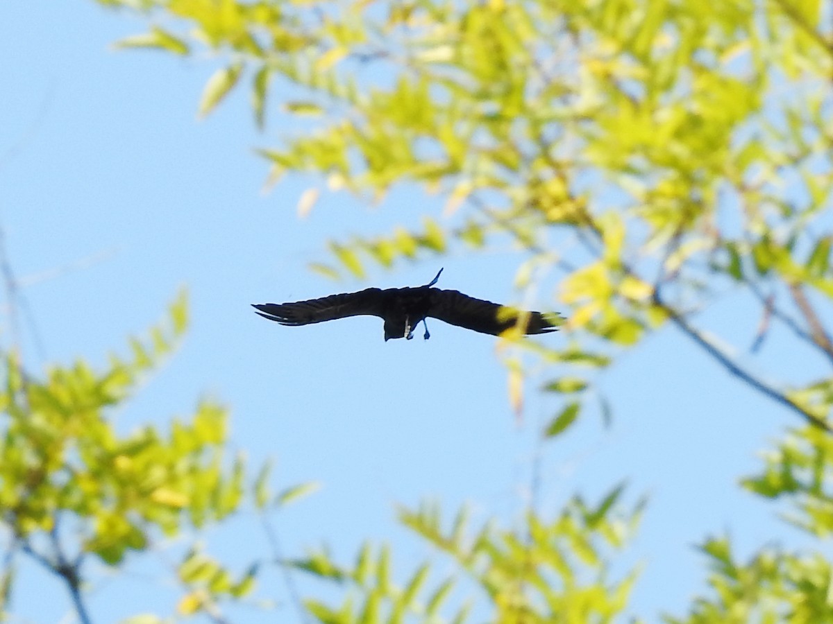 Grand Corbeau - ML642480911