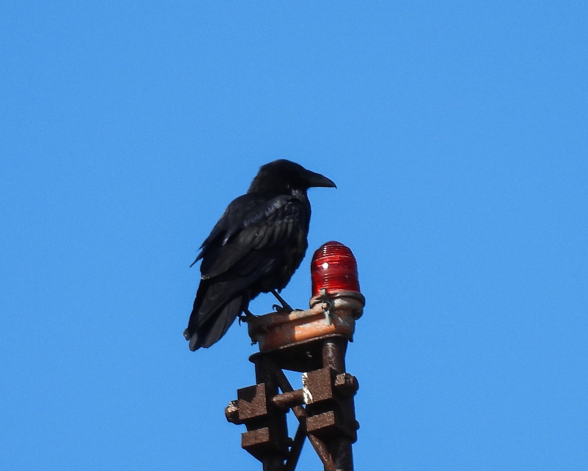 Grand Corbeau - ML642480986