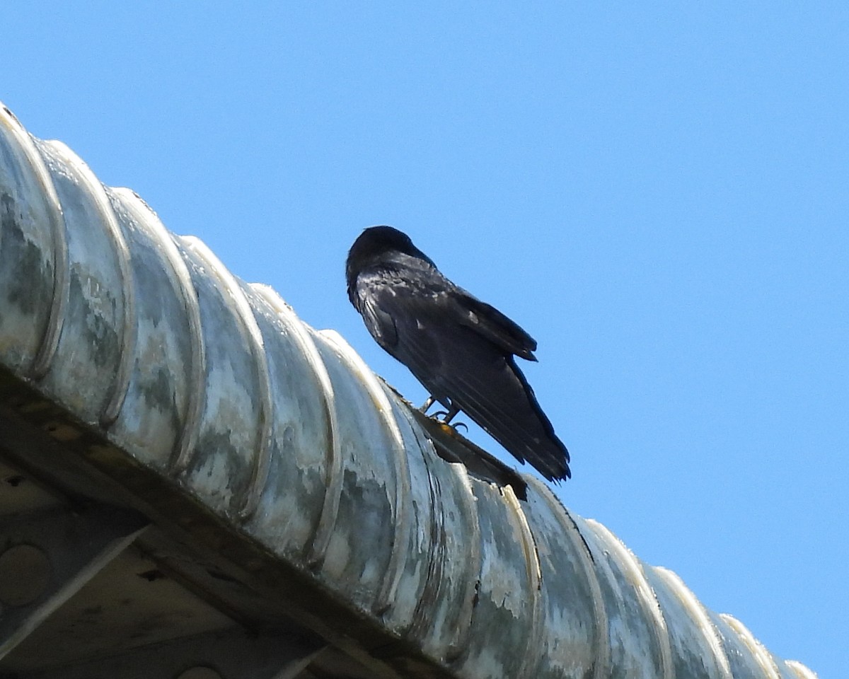 Grand Corbeau - ML642480987