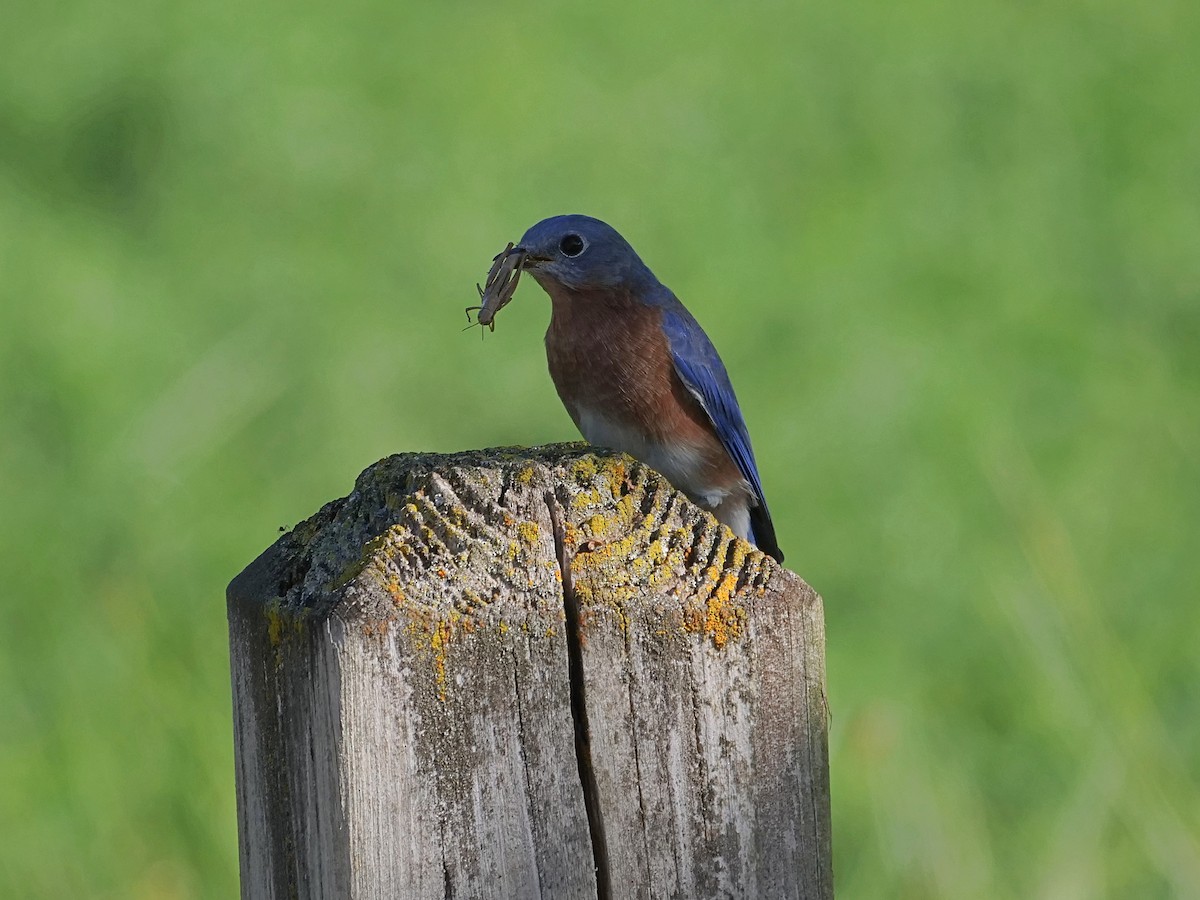 Eastern Bluebird - ML642481003