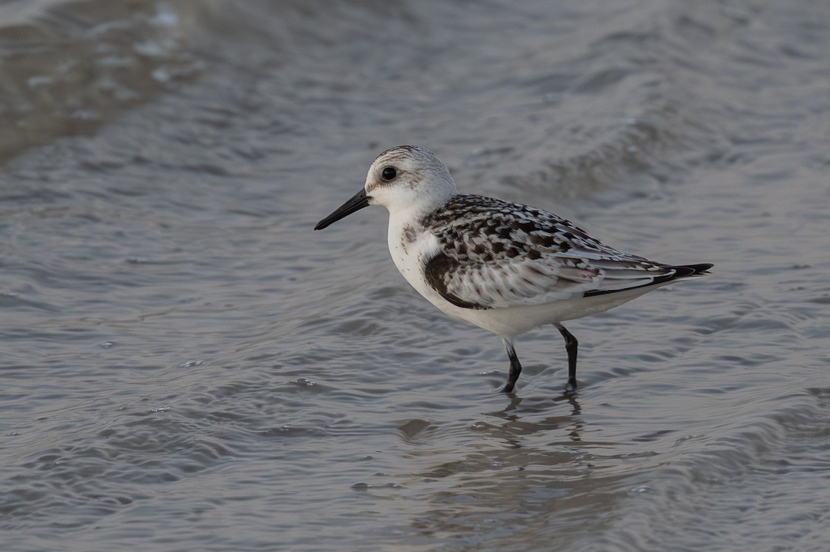Sanderling - ML642481004