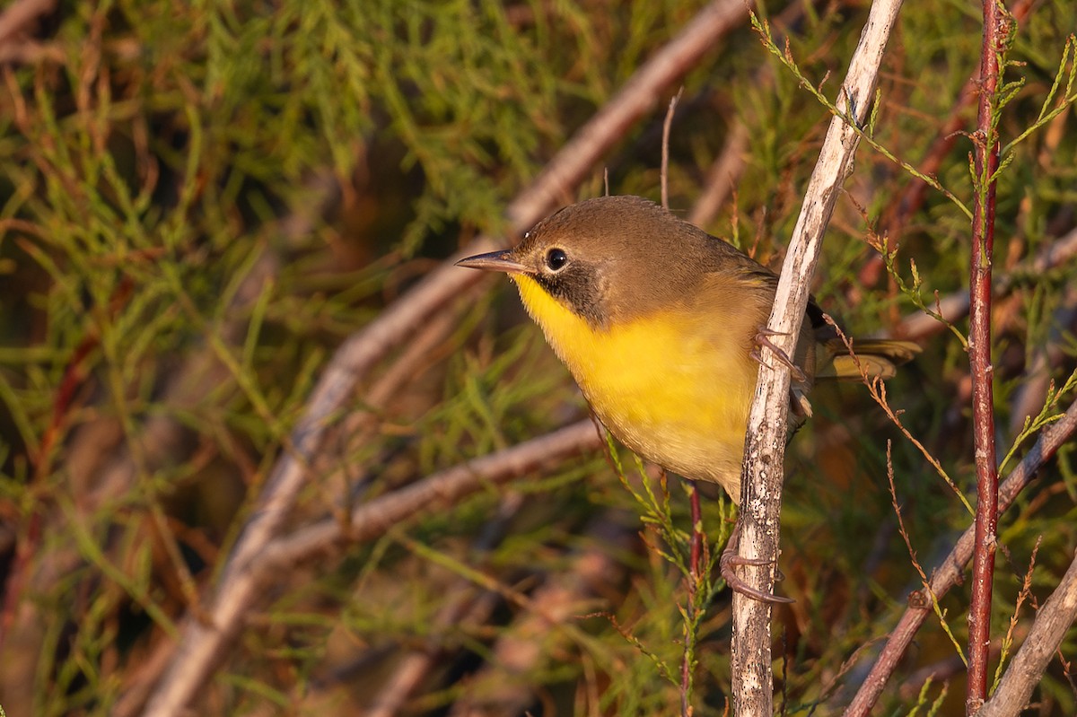 Common Yellowthroat - ML642481015