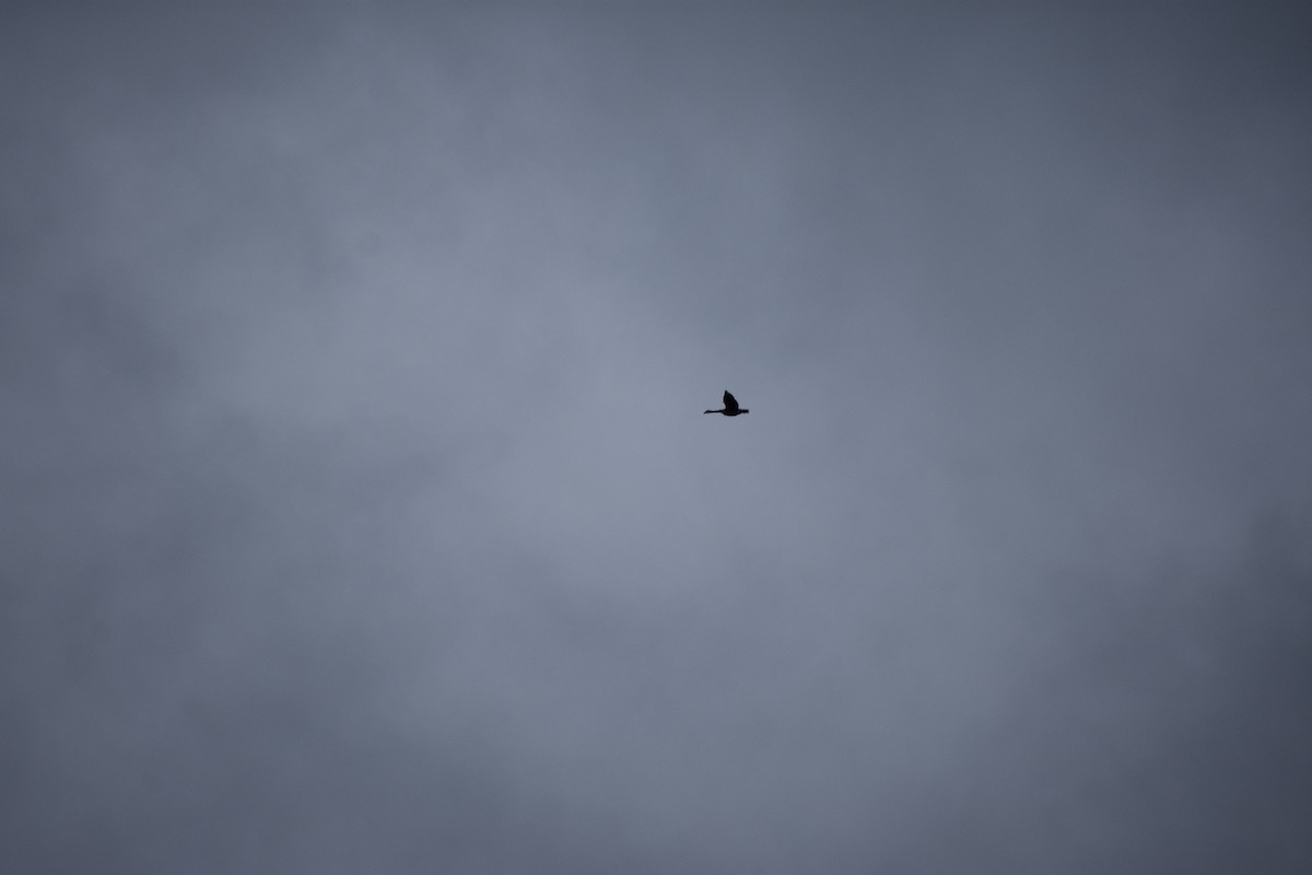 Canada Goose - ML642481043