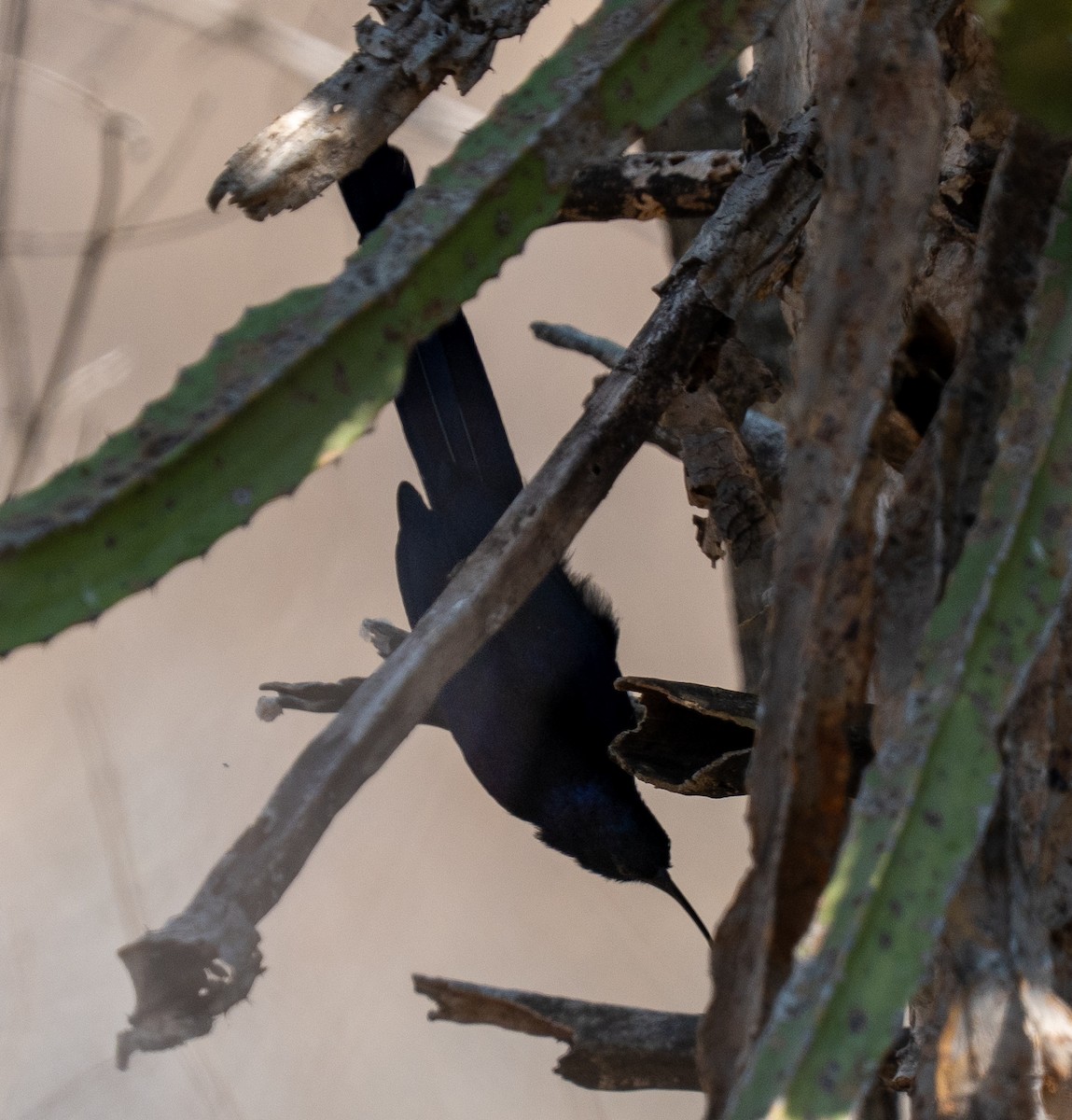 Common Scimitarbill - ML642481065