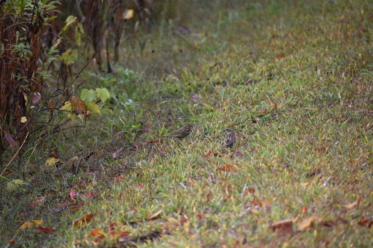 Savannah Sparrow - ML642481067