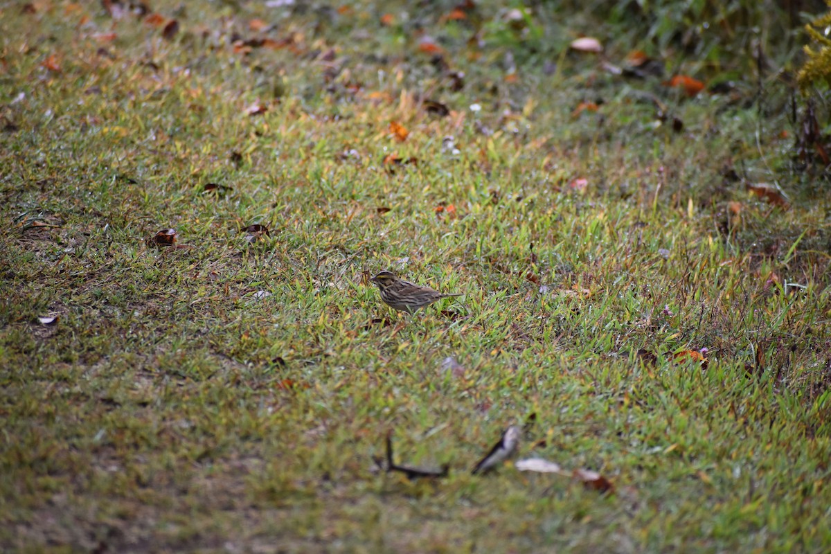 Savannah Sparrow - ML642481068
