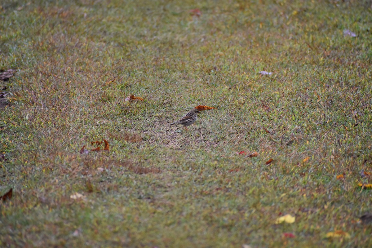 Savannah Sparrow - ML642481069