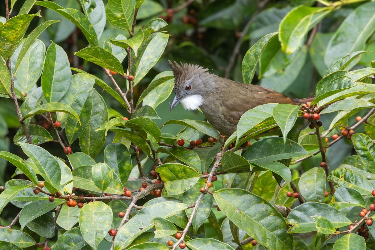 Bulbul à ventre marron - ML642481071