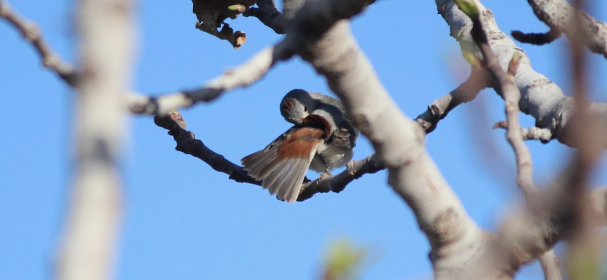 Lucy's Warbler - ML642481074