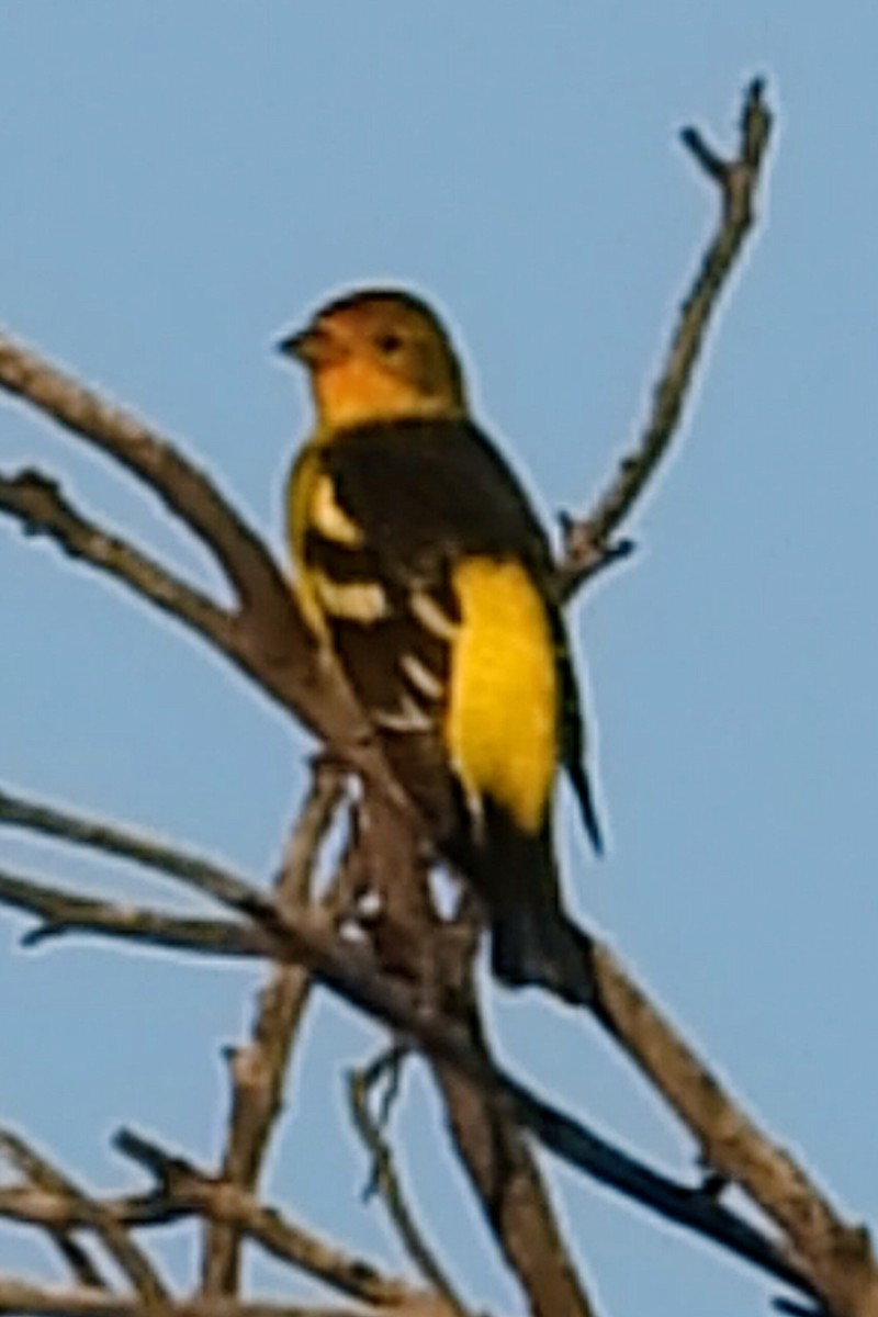 Western Tanager - ML642481091