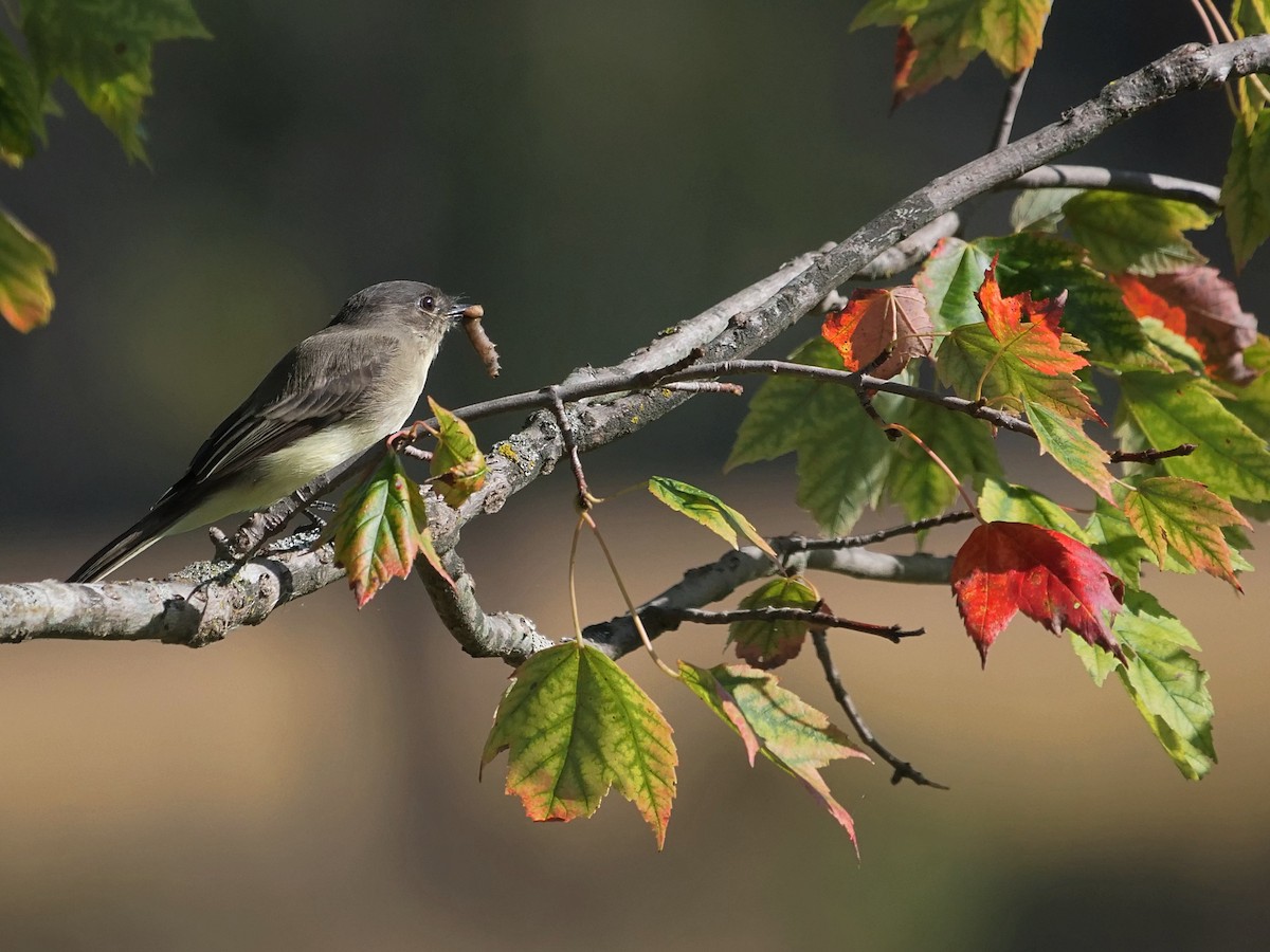 Eastern Phoebe - ML642481100