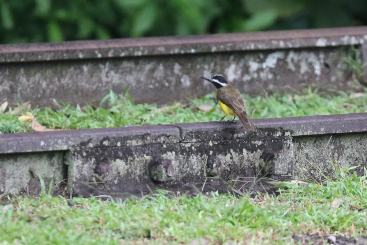 Lesser Kiskadee - ML642481111