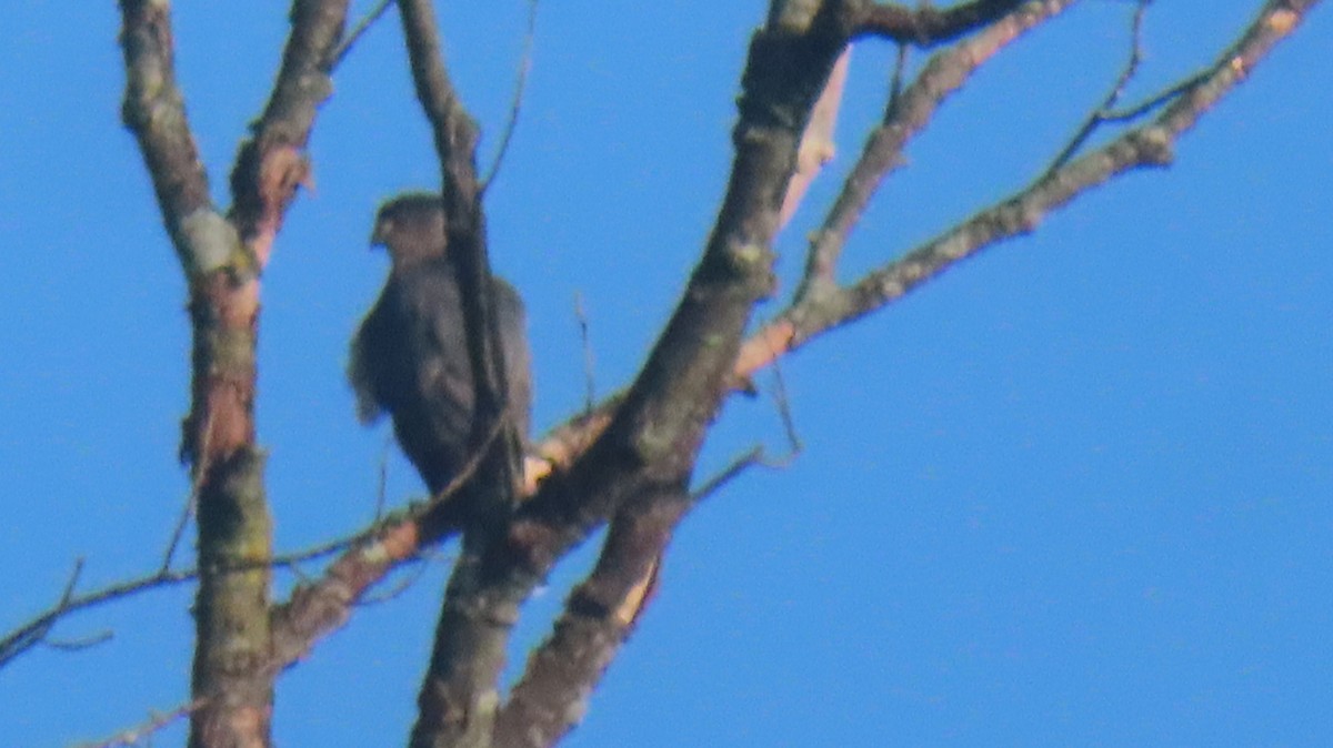 Cooper's Hawk - ML642481114