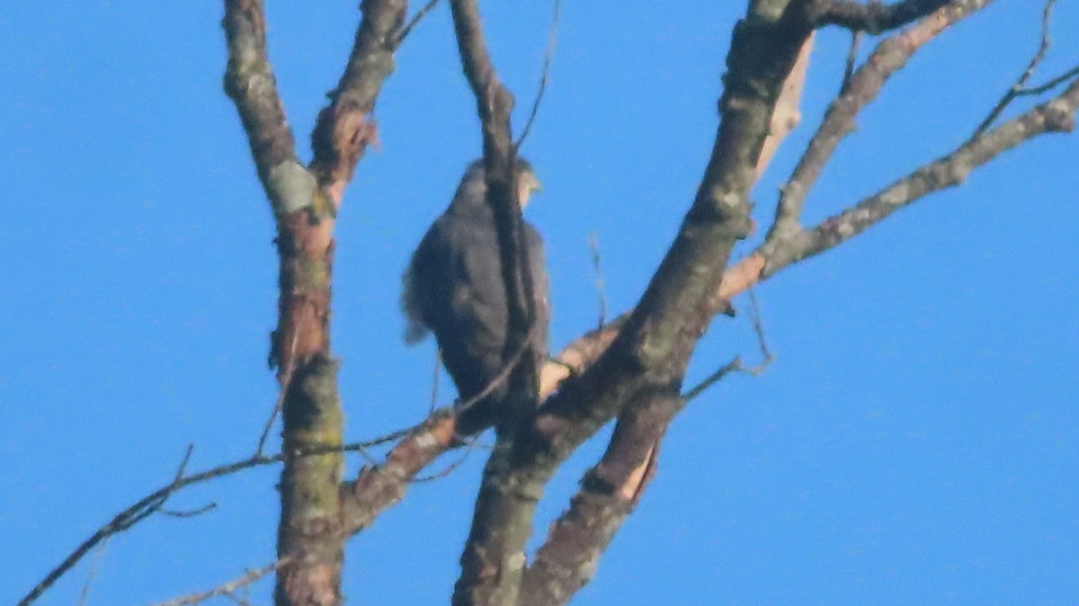 Cooper's Hawk - ML642481120