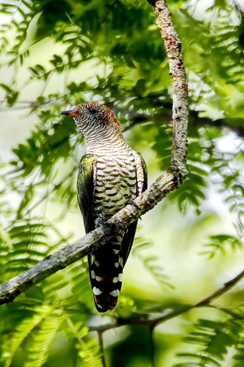 Asian Emerald Cuckoo - ML642481121
