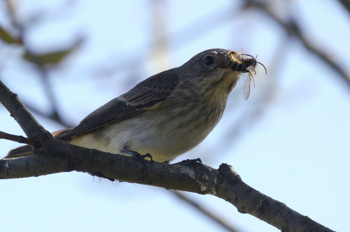 lejsek šedý - ML642481122