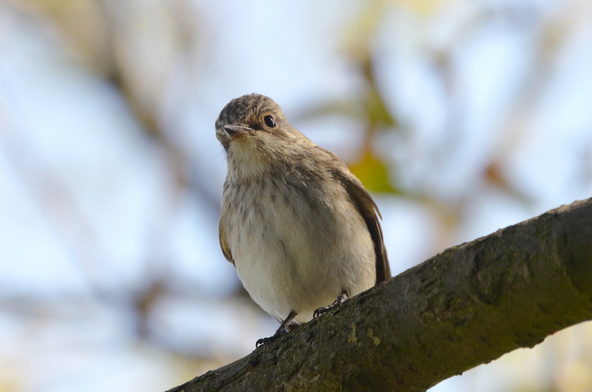 lejsek šedý - ML642481123