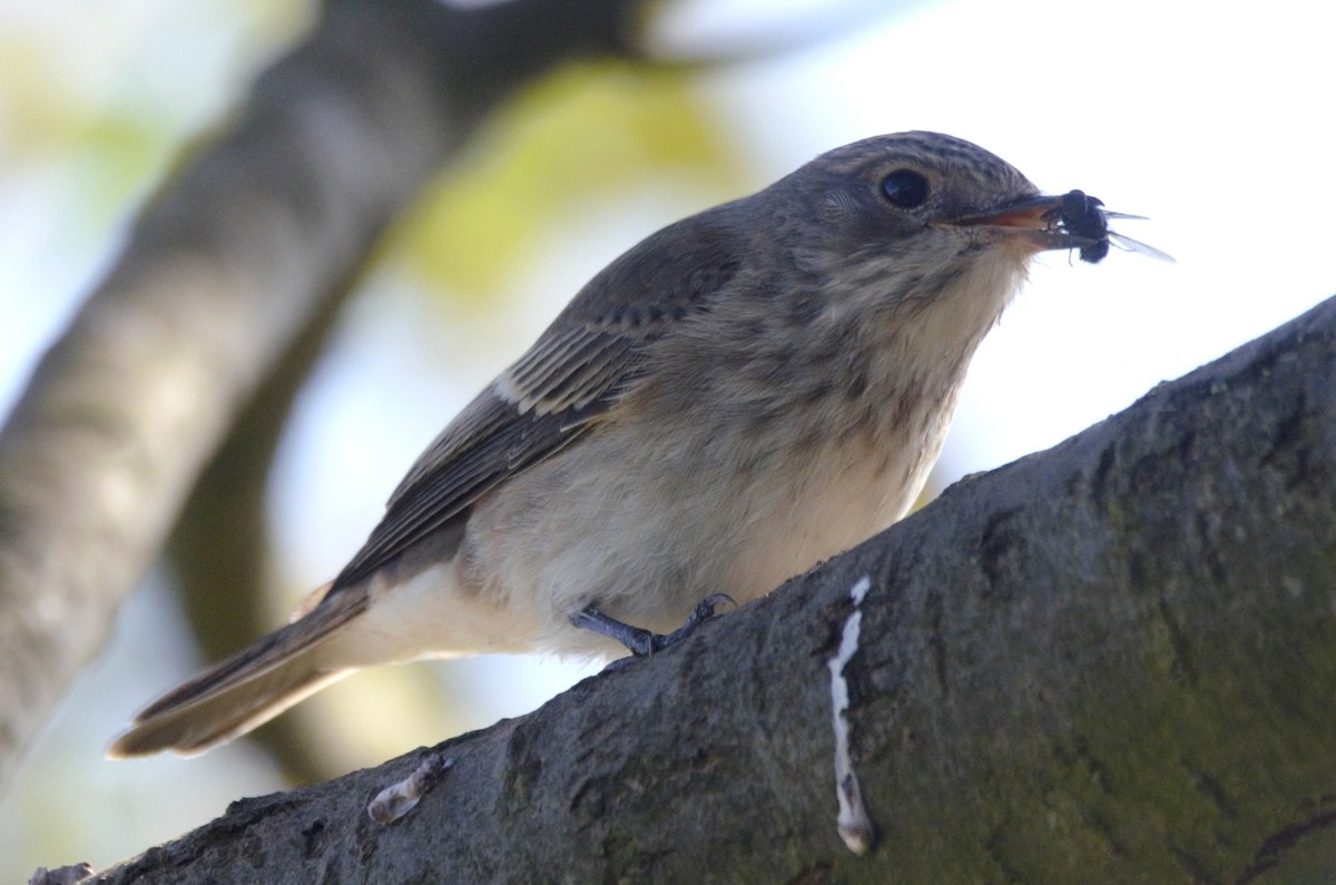 lejsek šedý - ML642481130