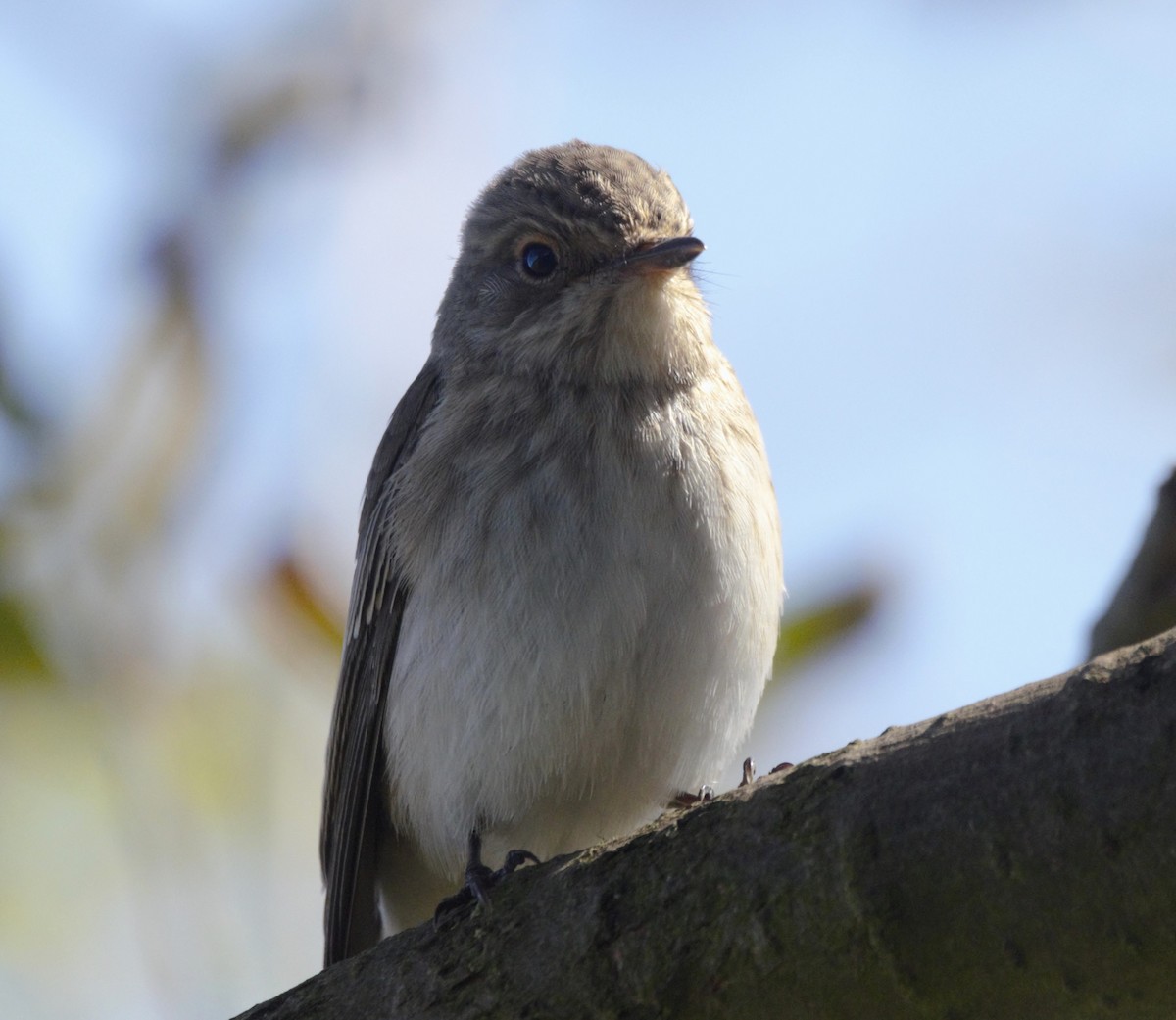 lejsek šedý - ML642481131