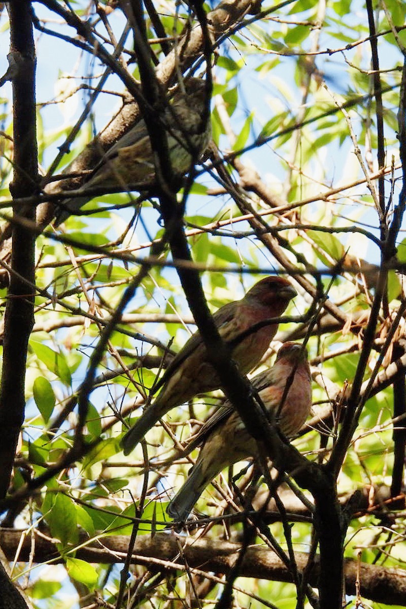 House Finch - ML642481145
