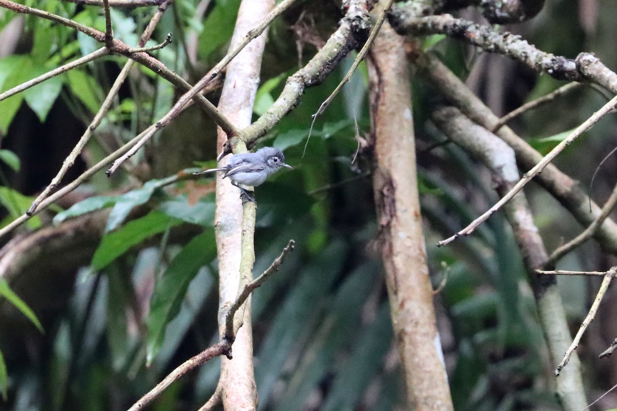 White-browed Gnatcatcher - ML642481215