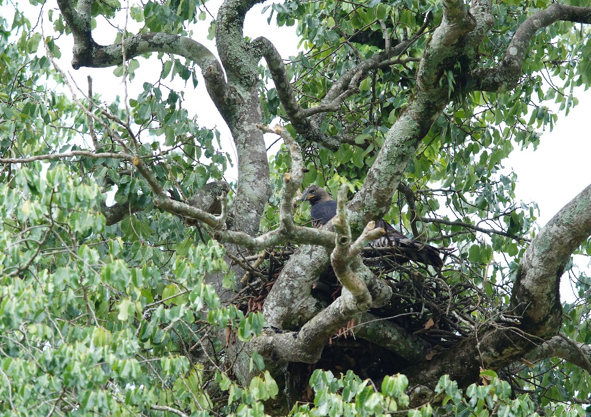 Crowned Eagle - ML642481219