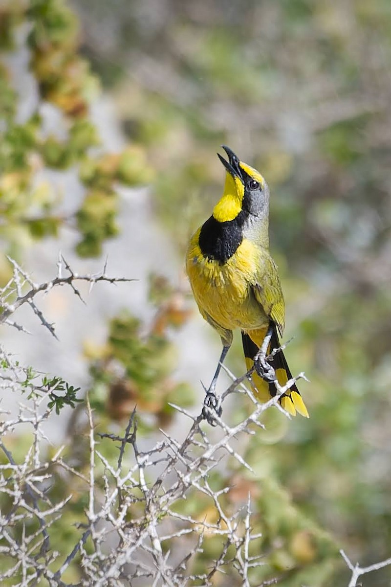 Bokmakierie - ML642481224