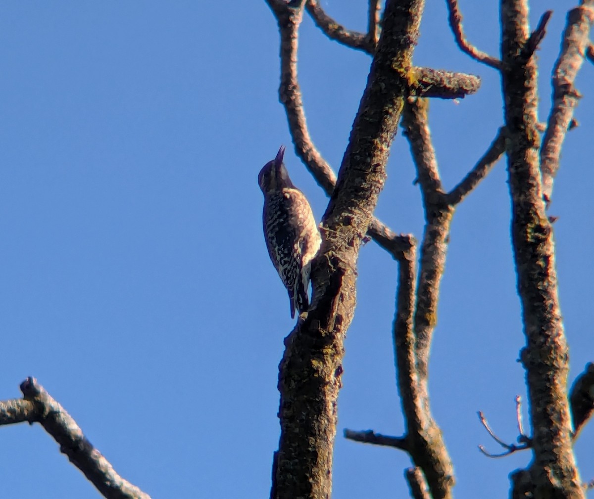 Yellow-bellied Sapsucker - ML642481231