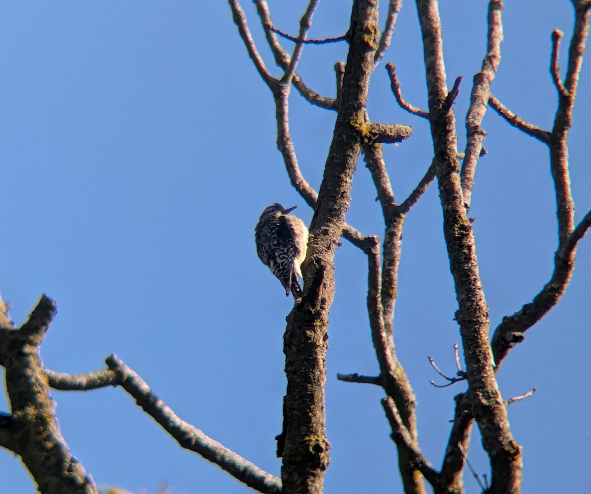 Yellow-bellied Sapsucker - ML642481232
