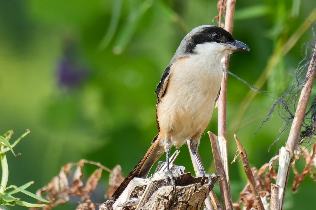 Long-tailed Shrike (schach) - ML642481236