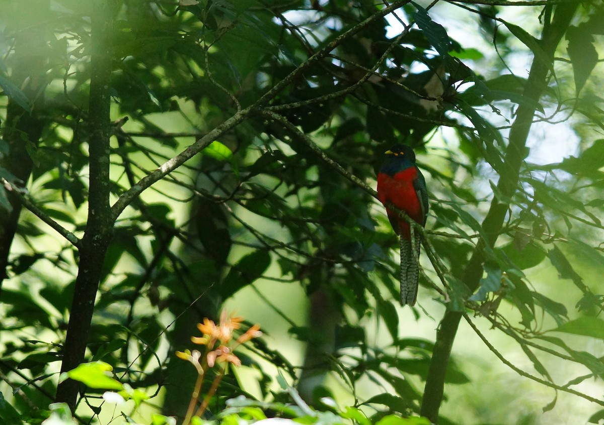 Bar-tailed Trogon - ML642481239