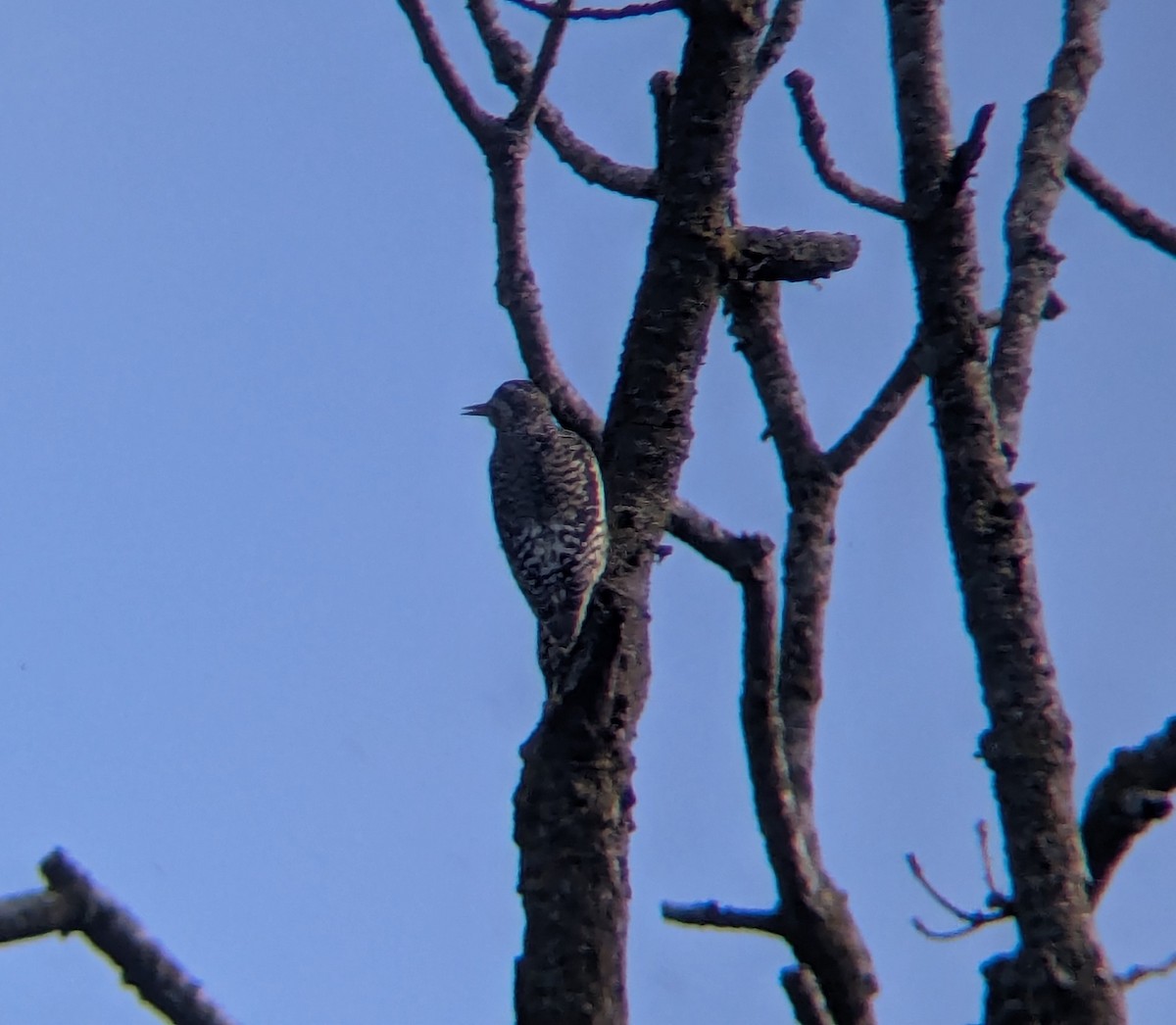 Yellow-bellied Sapsucker - ML642481240