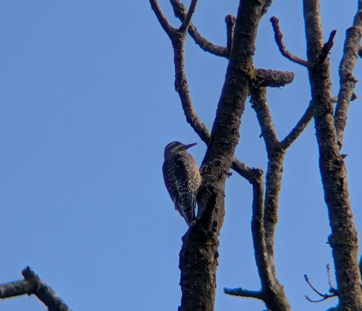 Yellow-bellied Sapsucker - ML642481248