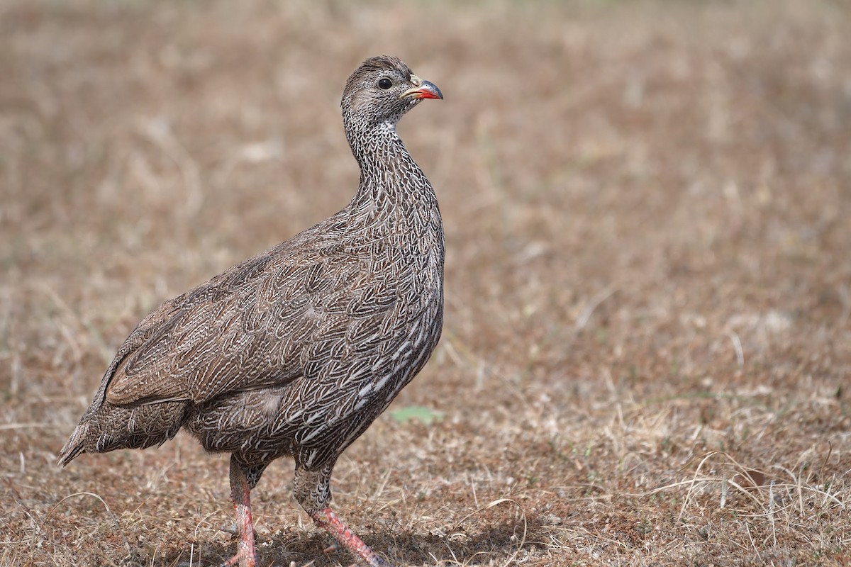 Cape Spurfowl - ML642481263