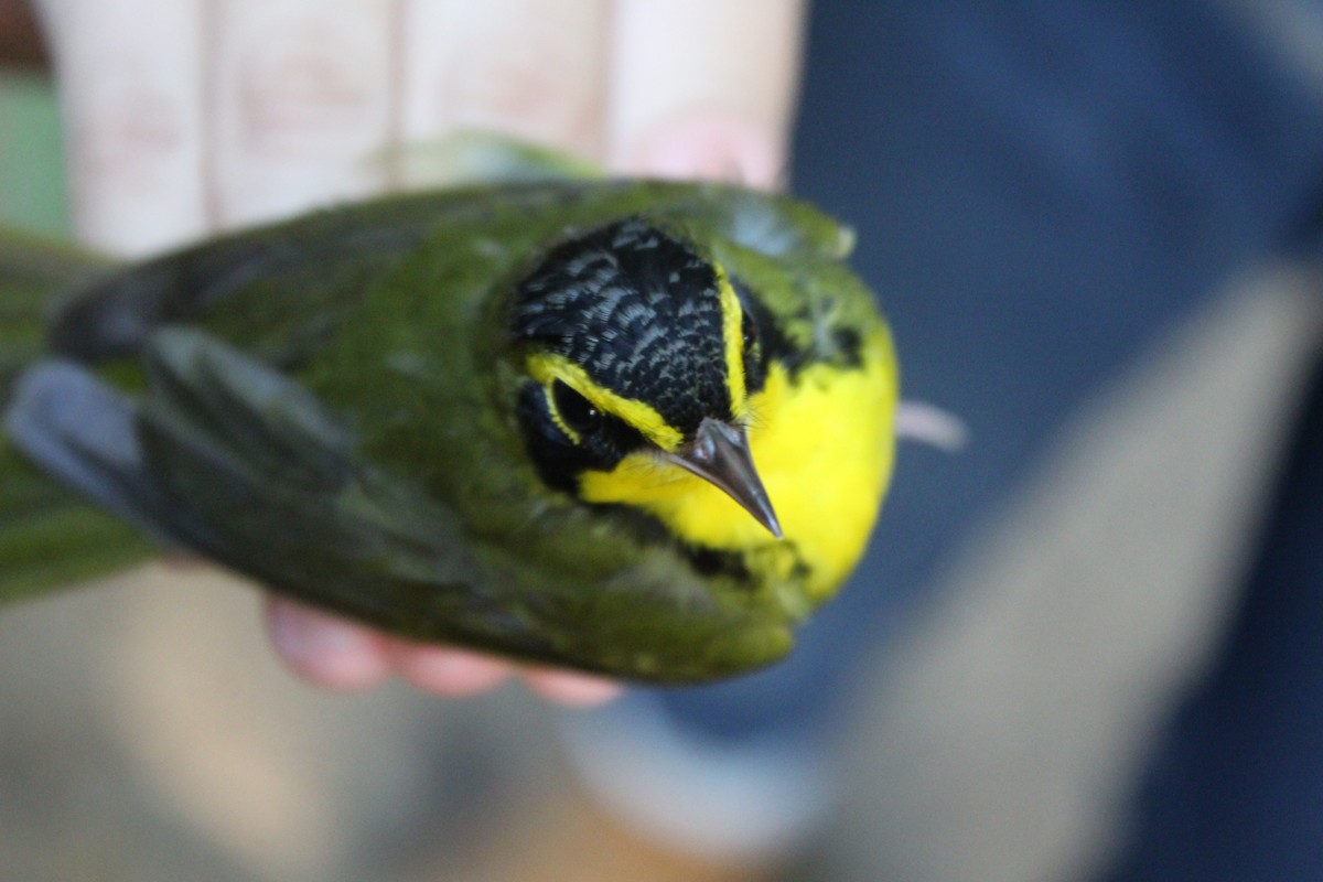 Kentucky Warbler - ML642481294