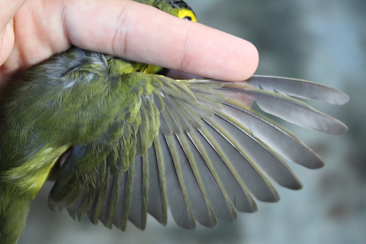 Kentucky Warbler - ML642481298