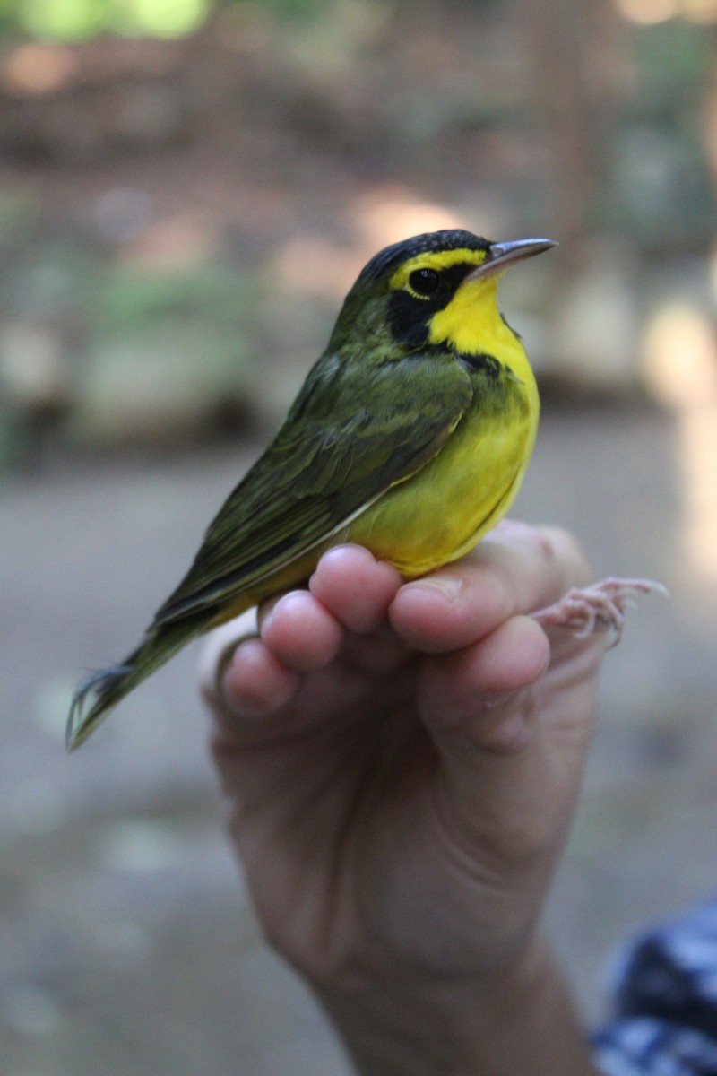 Kentucky Warbler - ML642481305