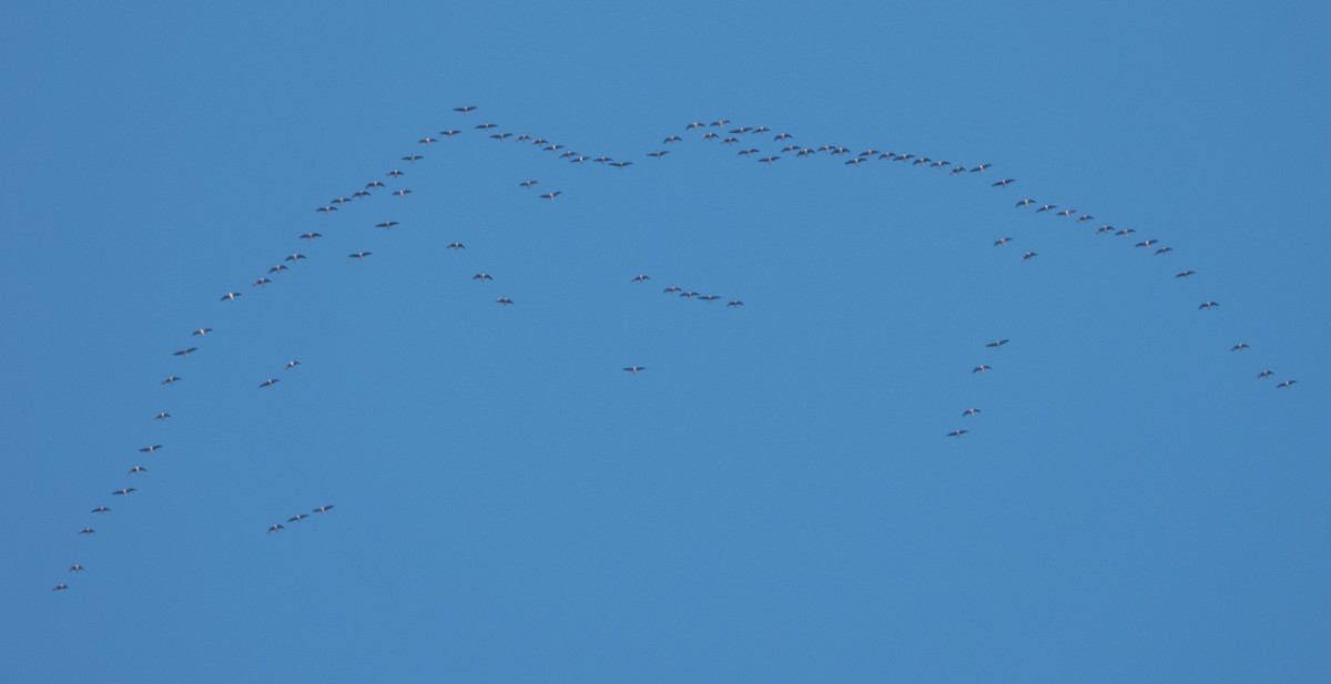 Greater White-fronted Goose - ML642481321
