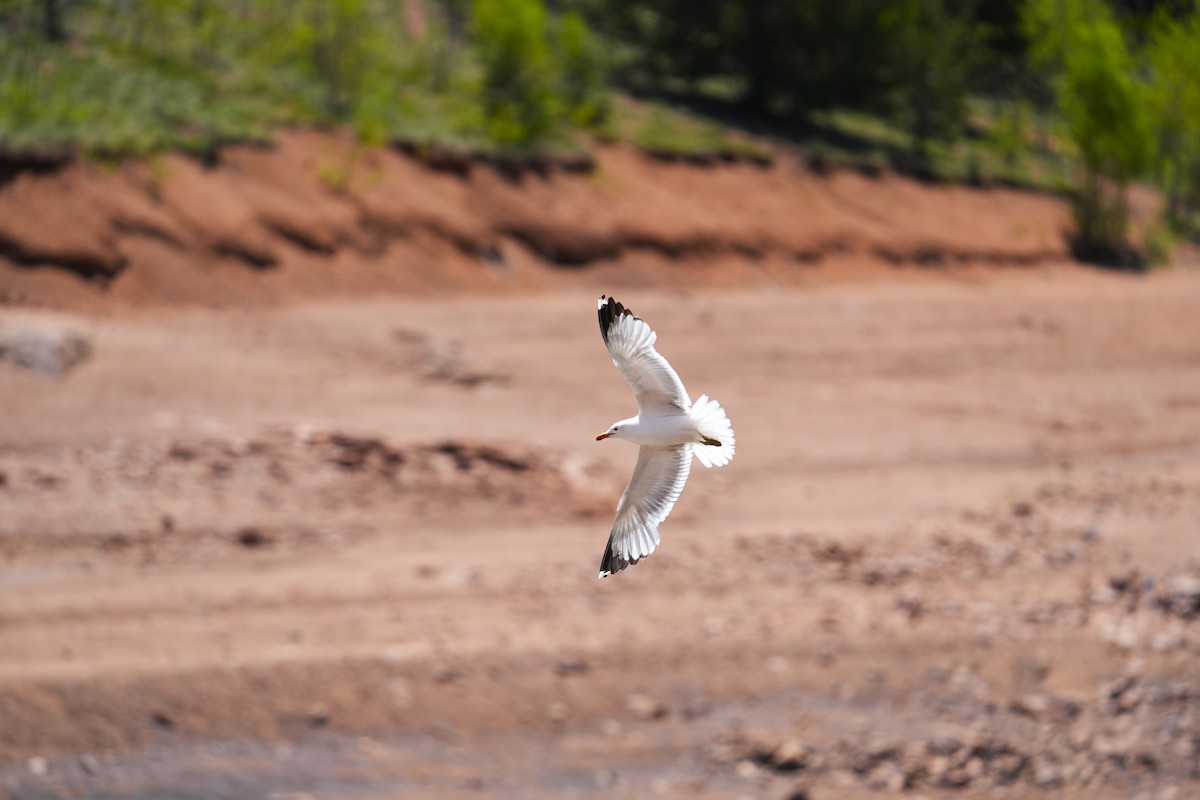 California Gull - ML642481330